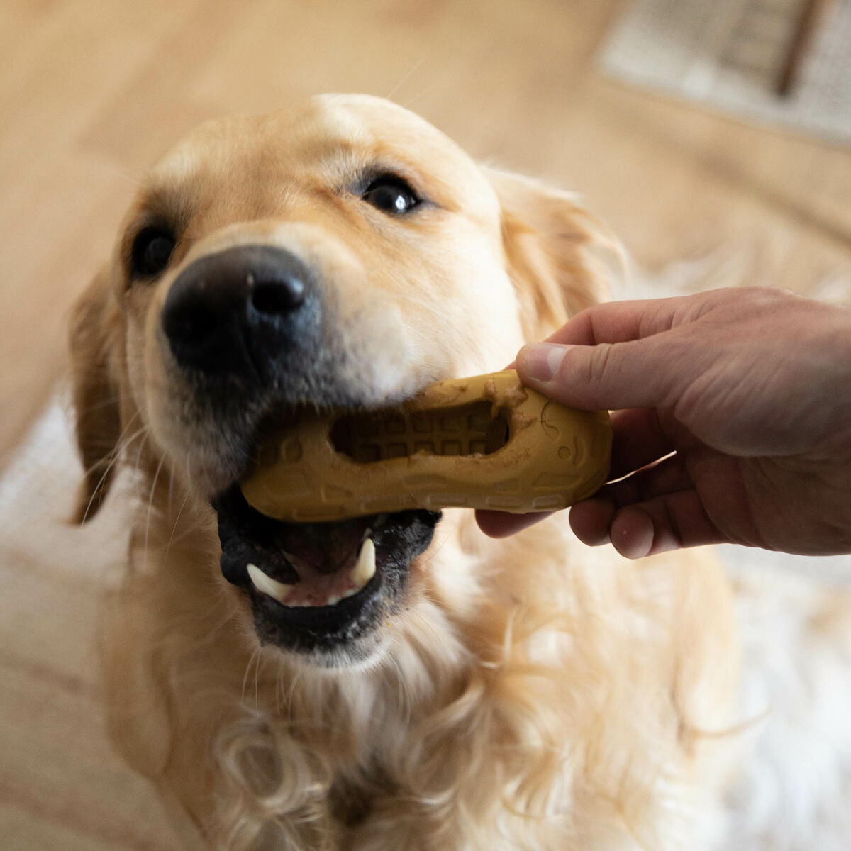 2-i-1 Treat Dispenser Legetøj til kæledyr Nylabone