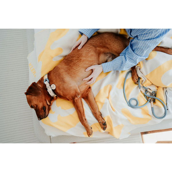 Hundehalsbånd Hunter MALIA Blå S/M 35-44 cm