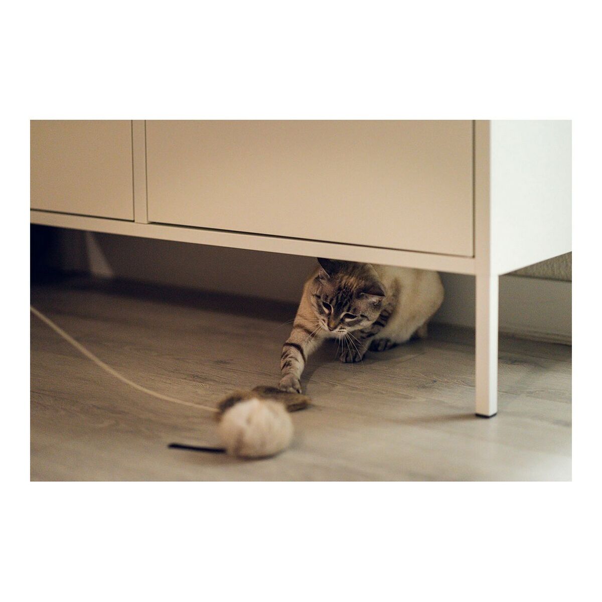 Legetøj til katte Gloria Renzo Mus