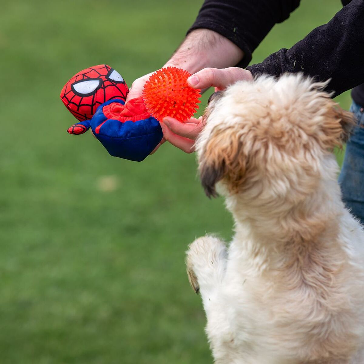 Plush legetøj til hunde Spider-Man Rød 11,0 x 18,0 x 10,0 cm