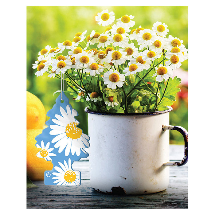 Bildufttræ Daisy Flower - langvarig forårsduft, 1 stk. Wunder-Baum