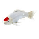 Koi karpe figur – Rødplet, håndmalet plastik model, 12,6 cm – Mojo
