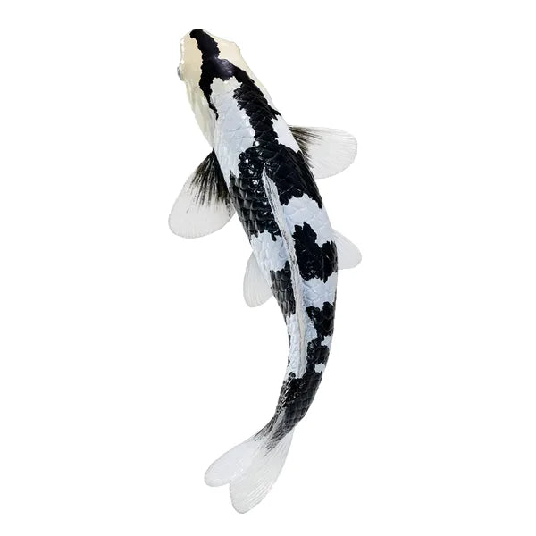 Koi karpe sort/hvid figur 12,6 cm – håndmalet plastikmodel til undervisning og samling – Mojo