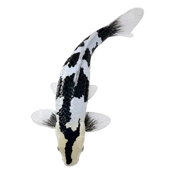 Koi karpe sort/hvid figur 12,6 cm – håndmalet plastikmodel til undervisning og samling – Mojo