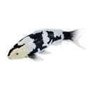 Koi karpe sort/hvid figur 12,6 cm – håndmalet plastikmodel til undervisning og samling – Mojo