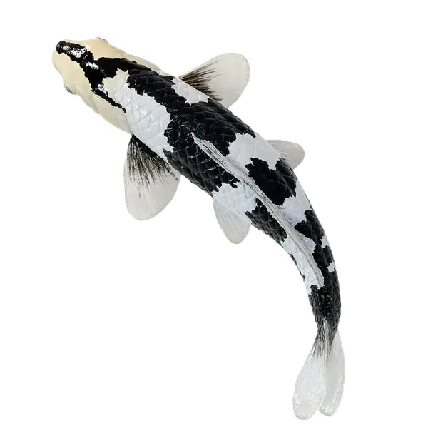 Koi karpe sort/hvid figur 12,6 cm – håndmalet plastikmodel til undervisning og samling – Mojo