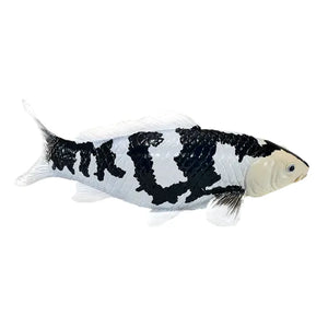 Koi karpe sort/hvid figur 12,6 cm – håndmalet plastikmodel til undervisning og samling – Mojo