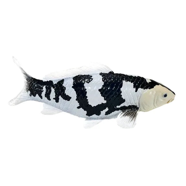 Koi karpe sort/hvid figur 12,6 cm – håndmalet plastikmodel til undervisning og samling – Mojo