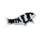 Koi karpe sort/hvid figur 12,6 cm – håndmalet plastikmodel til undervisning og samling – Mojo