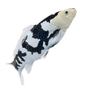 Koi karpe sort/hvid figur 12,6 cm – håndmalet plastikmodel til undervisning og samling – Mojo