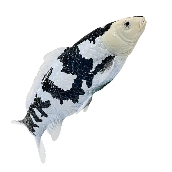 Koi karpe sort/hvid figur 12,6 cm – håndmalet plastikmodel til undervisning og samling – Mojo