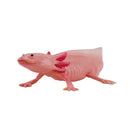 Axolotl halepadde pædagogisk dyrefigur i kunststof, 9,5x6,5 cm – Mojo