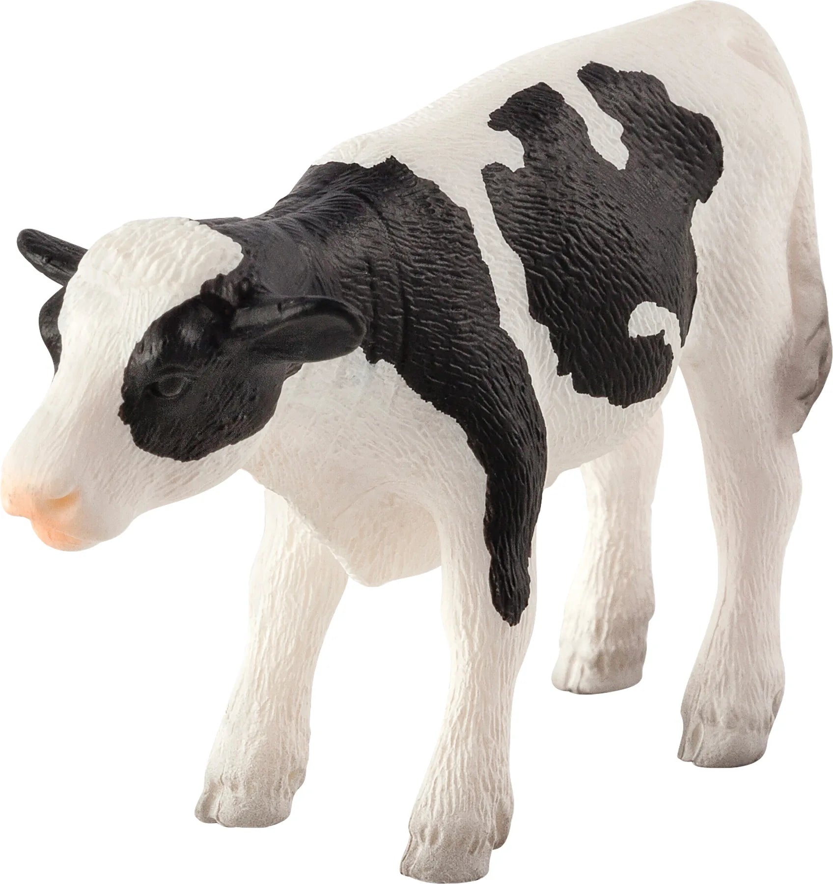 Holstein Kalv – stående – Mojo