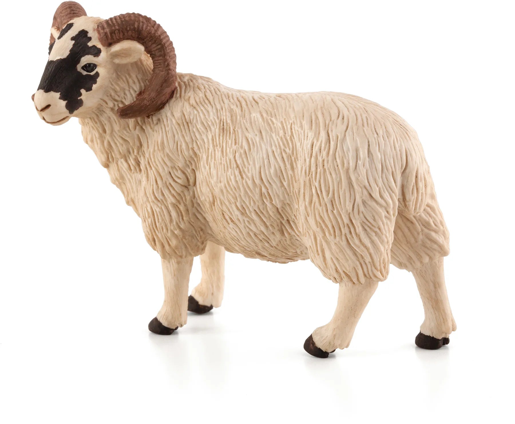 Vædder Med Sort Hovedet – Mojo