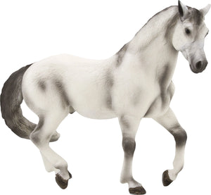 Andalusisk Hingst – Grå – Mojo
