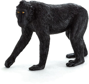 Sort Crested Macaque Abe – Mojo