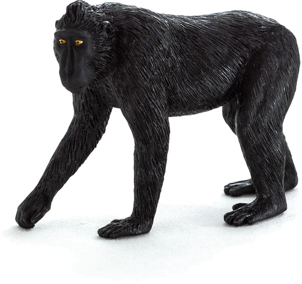 Sort Crested Macaque Abe – Mojo