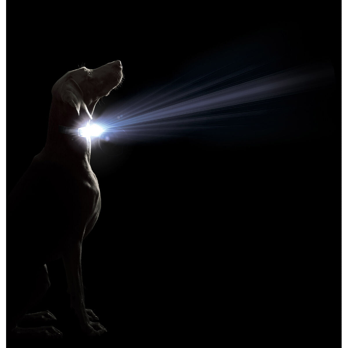 Hundehalsbånd Dog Gone Smart Rød L Lys