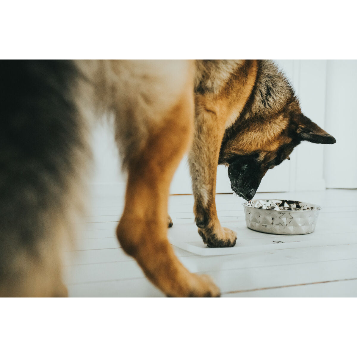 Hund Feeder Hunter Silikone Rustfrit stål 4,1 L