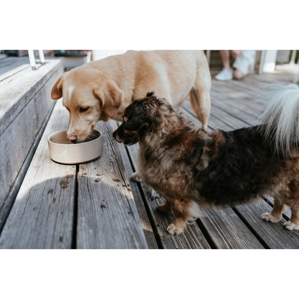 Hund Feeder Hunter OSBY Beige Keramik 1,1 L