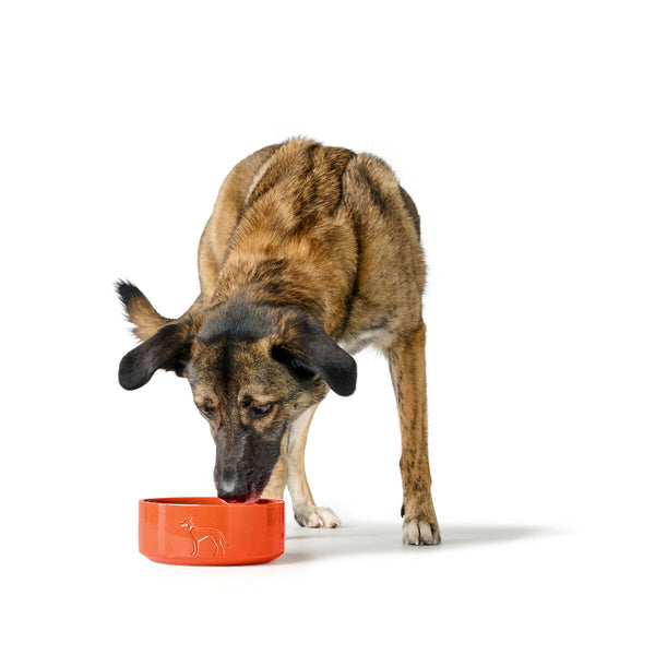 Hund Feeder Hunter OSBY Orange Keramik 1,1 L