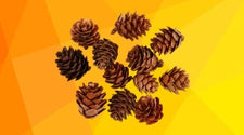 Kogler & Naturpynt 