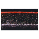 Rupes X-cut skum sliberondel, Ø:150 mm. P2000, 20 stk.