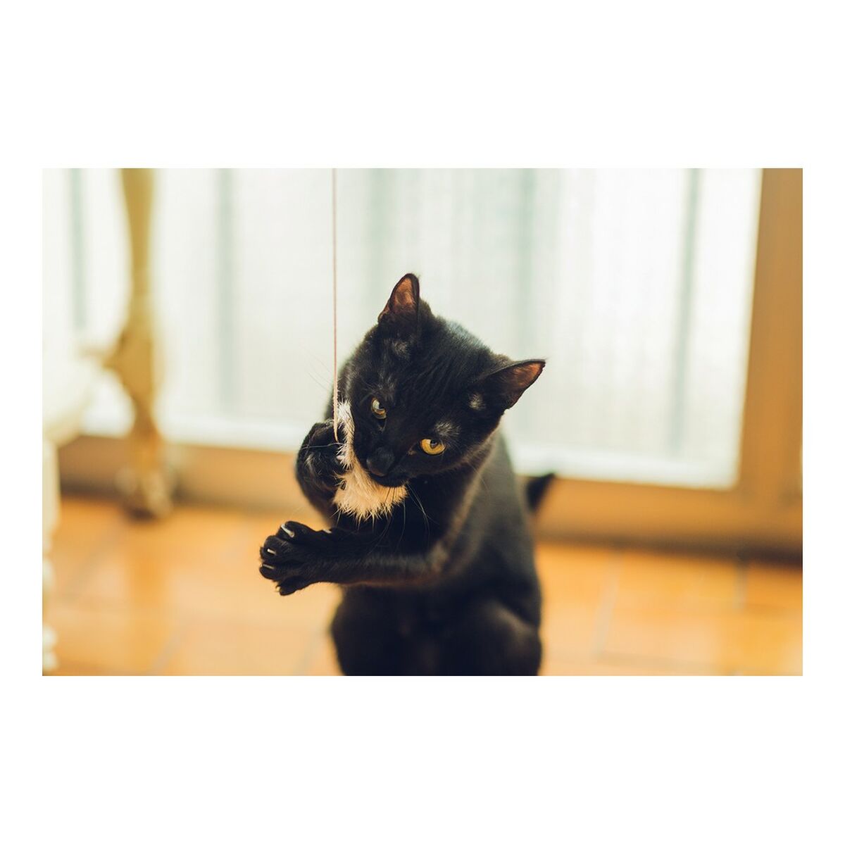 Sukkerrør til katte Gloria Gaudí Træ Pomponer (6 cm)