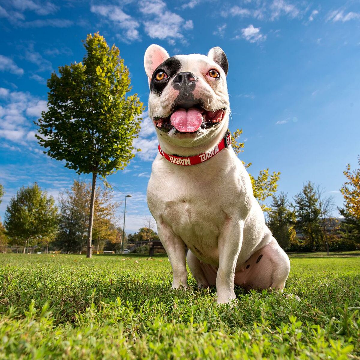 Hundehalsbånd Marvel Rød S/M