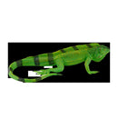 Leguan dyr figur 14,6 cm håndmalet pædagogisk læring legetøj plast, fri for ftalater – Mojo