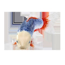 Koi karpe, blårød figur 12,6 cm – pædagogisk legetøj til børn fra 3 år, Mojo