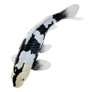 Koi karpe sort/hvid figur 12,6 cm – håndmalet plastikmodel til undervisning og samling – Mojo