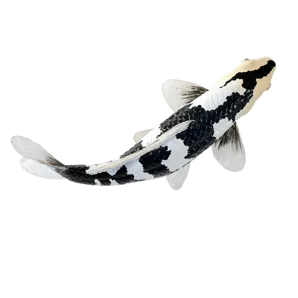 Koi karpe sort/hvid figur 12,6 cm – håndmalet plastikmodel til undervisning og samling – Mojo