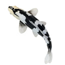 Koi karpe sort/hvid figur 12,6 cm – håndmalet plastikmodel til undervisning og samling – Mojo