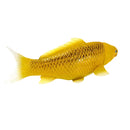 Koi karpe figur, guldtone, plast 12,6 cm – pædagogisk samlerobjekt, MOJO