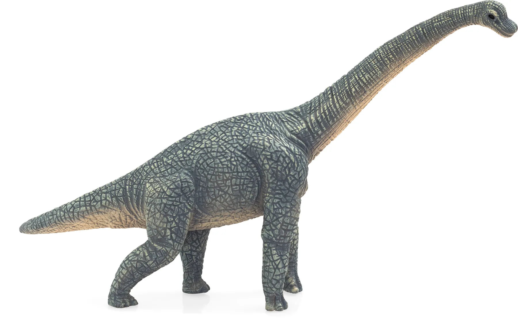 Brachiosaurus legetøjsfigur 21 cm, plastik – sikker for børn 3+ år, Mojo