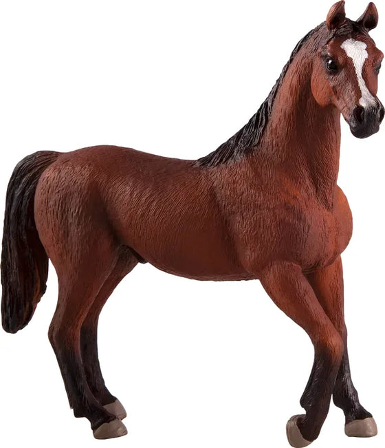 Arabisk Hingst – Kastanje – Mojo