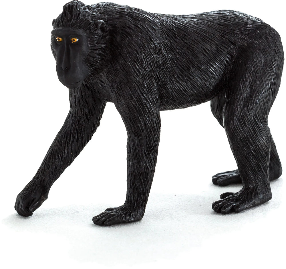 Sort Crested Macaque Abe – Mojo